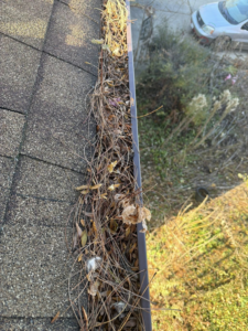 A residential gutter filled with dry vines and leaves, showing a typical handyman cleaning task by Zamora Roofing & Construction LLC in Madison, WI.