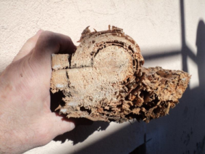 A hand holding a piece of severely rotted wood, demonstrating damage for Richard C. Michalak in Worcester, MA.