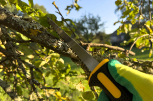 A gloved hand holding a pruning saw, preparing to trim a tree branch for L&M Tree Service in Knoxville, TN.
