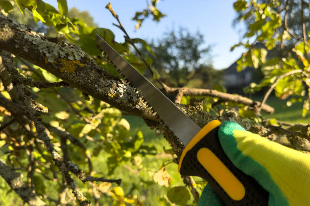 A gloved hand holding a pruning saw, preparing to trim a tree branch for L&M Tree Service in Knoxville, TN.