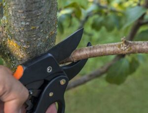 A hand uses pruning shears to trim small branches from a tree, a service offered by Robert Burk Tree & Landscaping LLC in Milford, DE.