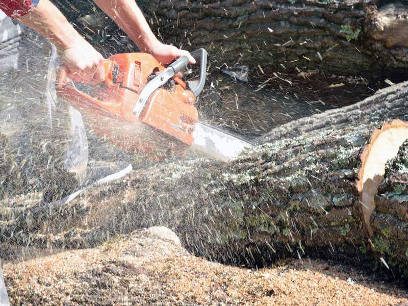 Close-up of hands operating a chainsaw to cut a log, with sawdust flying, performed by Alex's Tree Services in Seattle, WA.