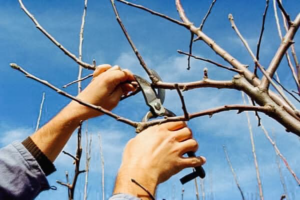 Hands using pruning shears to trim tree branches, a service offered by Cummings Tree Service in Eugene, OR.