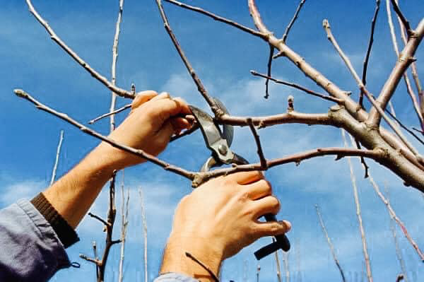 Hands using pruning shears to trim tree branches, a service offered by Cummings Tree Service in Eugene, OR.