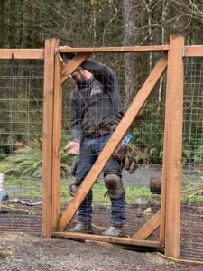 A handyman from J & M Fence Co. installing a wooden gate within a wire mesh fence in Vancouver, WA.