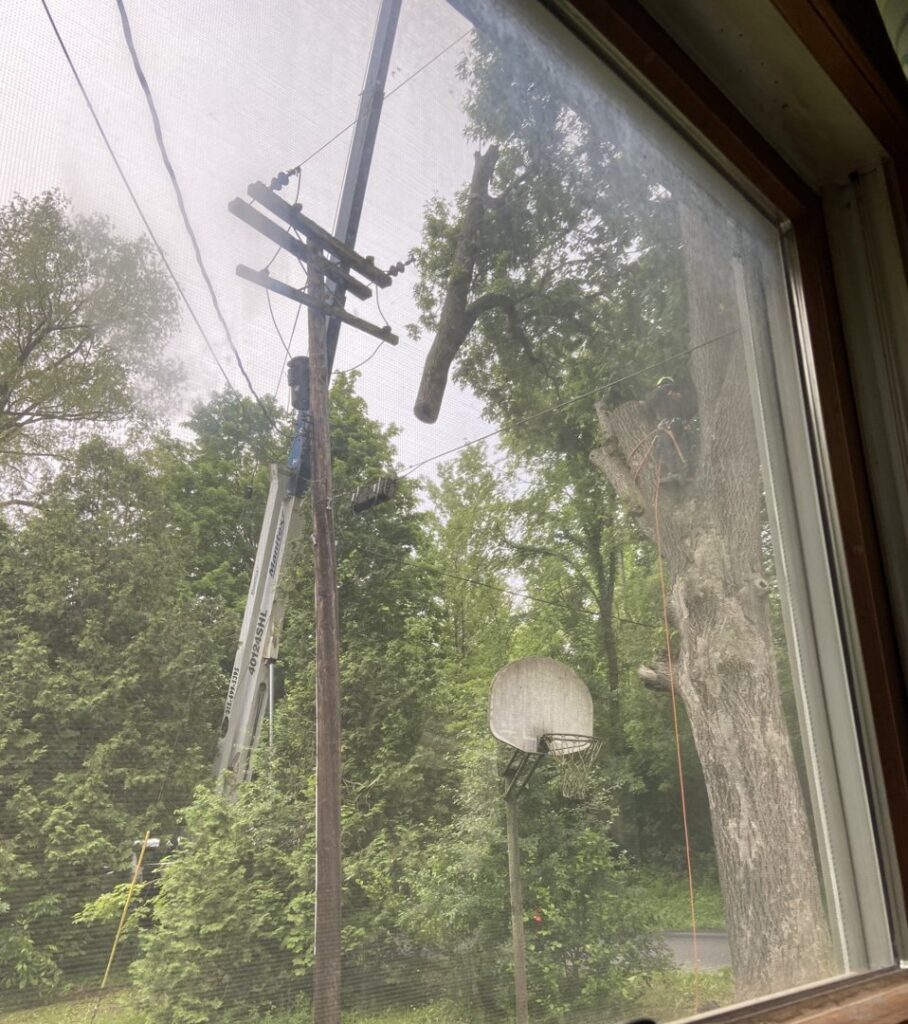 A hazardous tree branch hanging near power lines and a utility pole, indicating a need for L. Moore Tree Service in Auburn, NY.