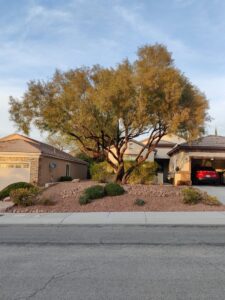 A healthy, well-shaped tree in front of a residential house, showcasing professional tree care by Rocky's Tree Service in Las Vegas, NV.