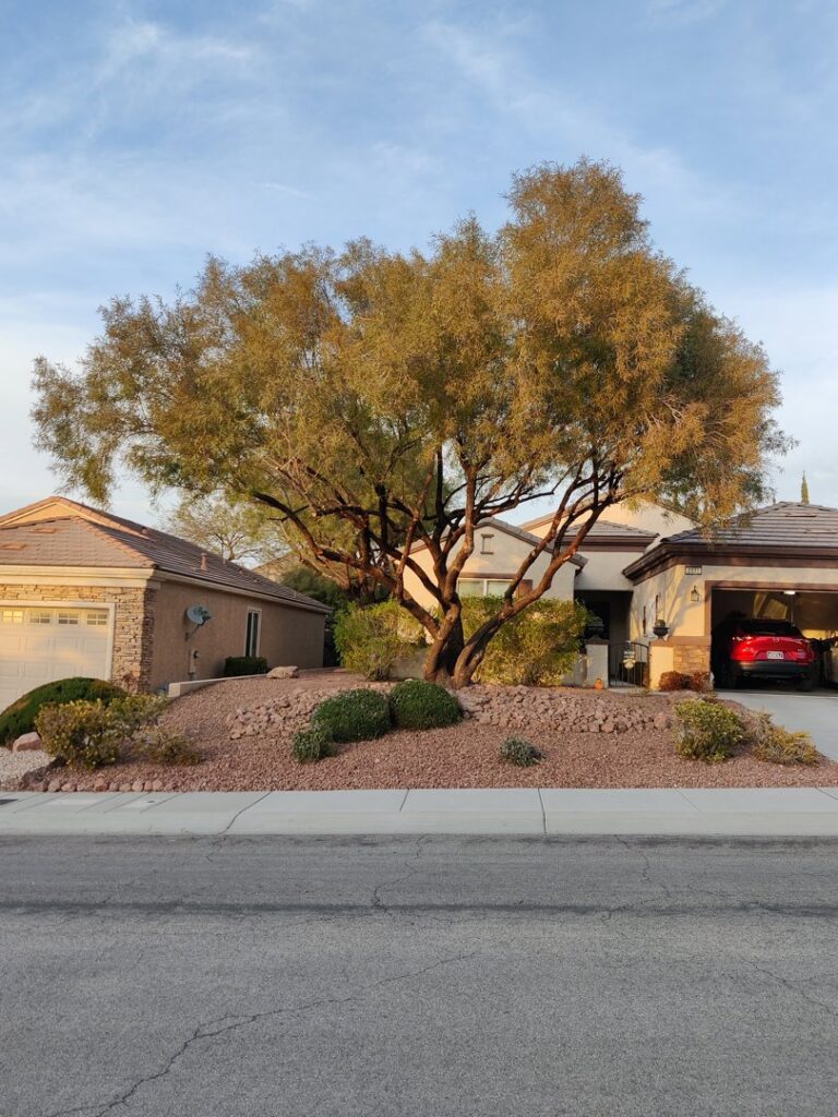 A healthy, well-shaped tree in front of a residential house, showcasing professional tree care by Rocky's Tree Service in Las Vegas, NV.