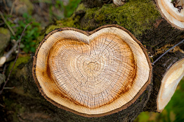 A freshly cut tree stump with a heart-shaped center, showcasing tree removal by Hiatt Services in Spokane, WA.