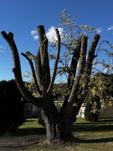 A large tree that has been heavily pruned or topped, showing completed tree service work by ClearTree LLC in Joppa, MD.