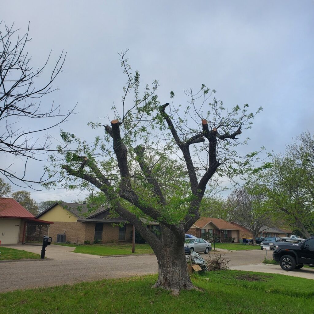A large tree after professional heavy pruning and trimming by Suarez Tree Service in San Antonio, TX.
