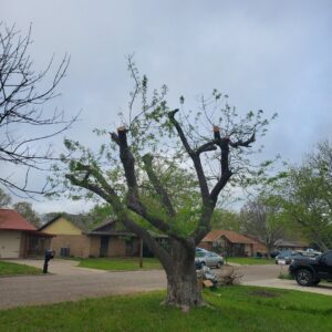 A large tree after professional heavy pruning and trimming by Suarez Tree Service in San Antonio, TX.