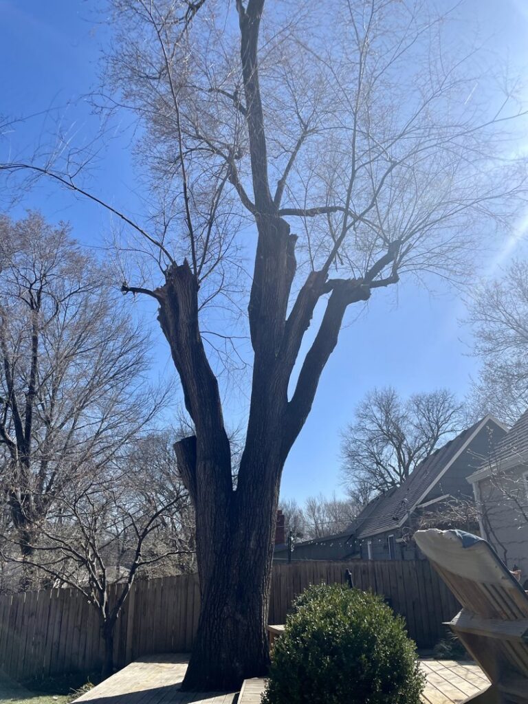 A large tree that has been heavily pruned, with numerous cut branches on the ground, showing work by Happy Lemon Tree Service in Belton, MO.