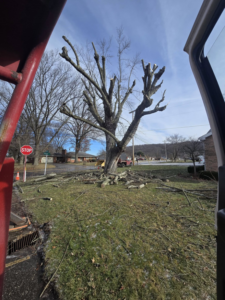 A heavily pruned tree with branches scattered on the ground after service by Green works tree service in Columbus, OH.