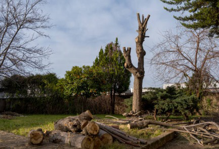 A heavily pruned tree with cut logs on the ground, showing completed work by Robert Jefferies Logging & Tree Service in Everett, WA