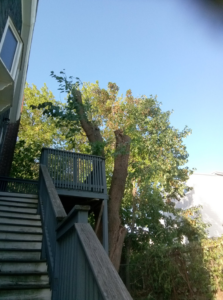 A heavily pruned tree next to a residential house, showing completed tree service work by Essential Tree Service in Boston, MA