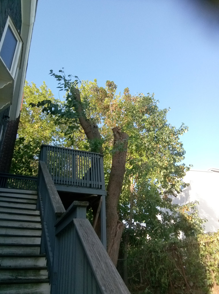 A heavily pruned tree next to a residential house, showing completed tree service work by Essential Tree Service in Boston, MA