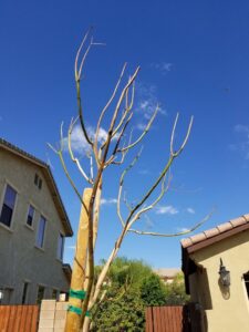 A heavily pruned tree, showing the result of a significant trimming or removal preparation by No Bull Trees in Surprise, AZ.
