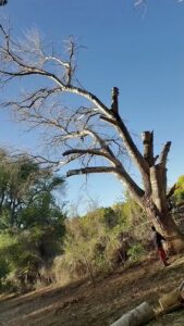 A large tree that has been heavily pruned or topped, with a tree service worker near its base, by All Around Forestry LLC in Albuquerque, NM