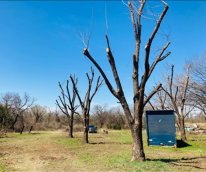 Several trees with bare, freshly pruned branches after tree service work by GEROW Services, LLC in Oklahoma City, OK.