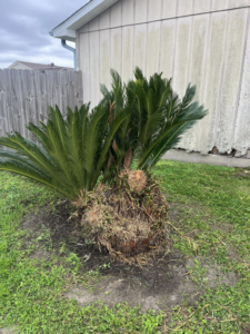 A heavily trimmed sago palm tree after service by Mr Reliable Ground Works in New Orleans, LA