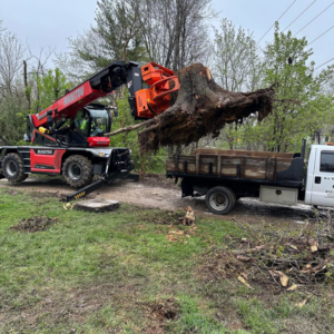 Heavy equipment lifting a large tree stump and root ball onto a truck for removal by D.J. Tree Service in Evansville, IN.