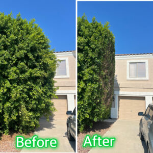 Before and after photos of professional hedge trimming by Laurel Tree Landscaping LLC in Glendale, AZ