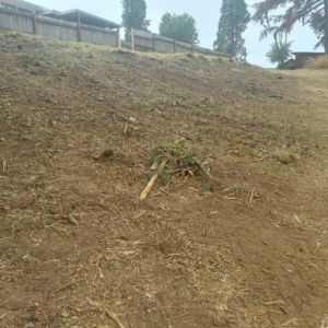 Hillside land clearing and debris removal by Terrazas yard maintenance & construction LLC in Eugene, OR.