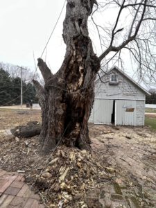 A large, hollowed and decayed tree trunk being removed by Kahlo's Tree Service in Stanton, NE.