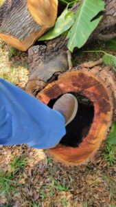 A hollow tree stump after removal, showcasing work by Big Ron's Tree Service in Miami, FL.