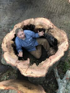 A person inside a large hollow tree stump after removal by Stewart Tree Service in Mount Pleasant, SC.