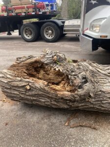 A large hollowed-out tree trunk after removal by Tall Timbers Tree & Shrub Service in Colorado Springs, CO.