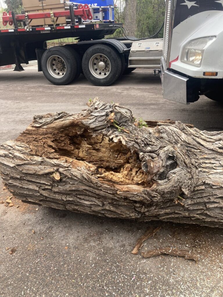 A large hollowed-out tree trunk after removal by Tall Timbers Tree & Shrub Service in Colorado Springs, CO.