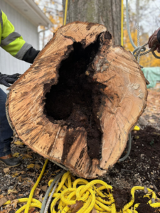 A large, hollowed-out tree trunk section removed by Valera Tree Services in Benton Harbor, MI.