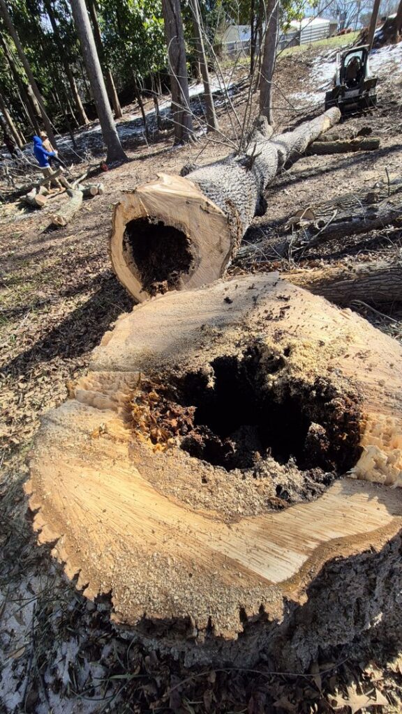 Large sections of a hollowed-out tree trunk on the ground after removal by Morales Services in Greenville, SC.