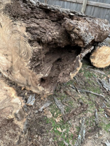 A large, hollowed-out tree log on the ground after removal, indicating a diseased tree handled by Superior Tree and Stump LLC in Topeka, KS.