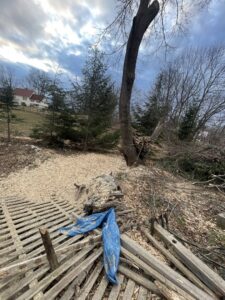 A tree with a hollowed-out base surrounded by wood chips, indicating tree assessment or removal work by Russell Tree Works & Firewood Sales in Augusta, ME.