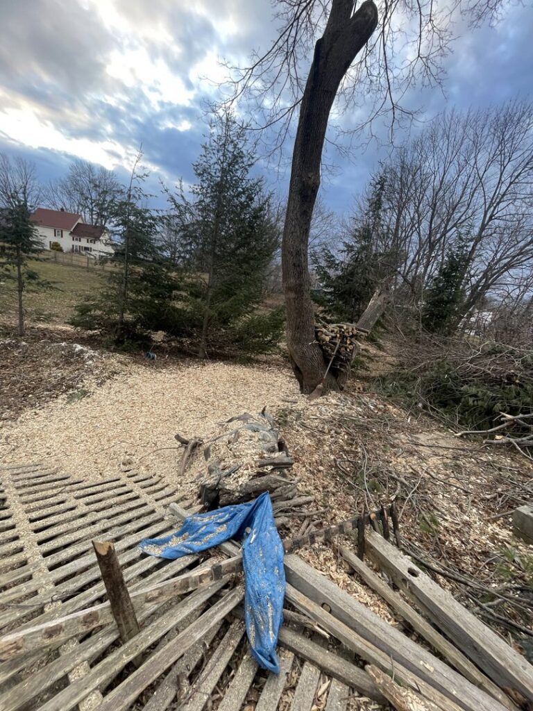 A tree with a hollowed-out base surrounded by wood chips, indicating tree assessment or removal work by Russell Tree Works & Firewood Sales in Augusta, ME.