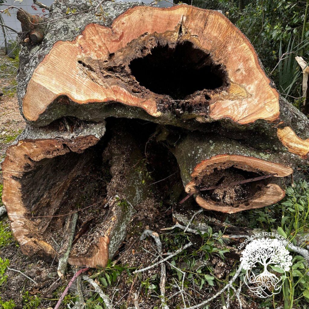A cross-section of a large, hollowed-out tree trunk after removal by Royal Oak Tree Services in Jacksonville, FL, showing decay.