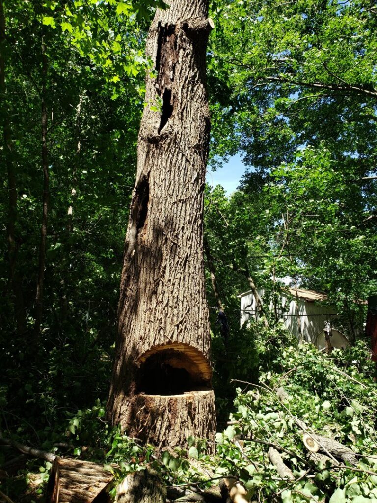 A large, hollowed tree trunk after removal, surrounded by cut branches by Timber Taskforce Tree Service in York, PA.