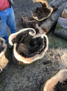 Large, hollowed-out tree trunk sections on the ground after tree removal by Samsara Tree Care in Portland, OR.