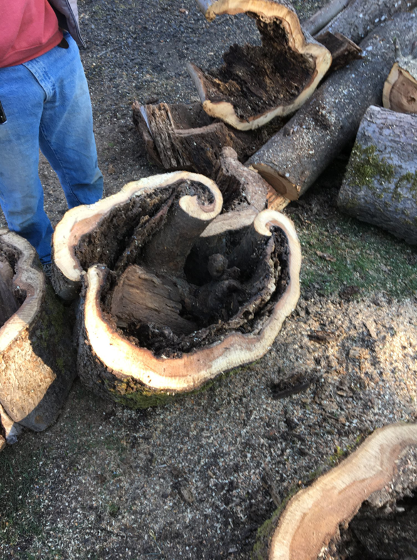 Large, hollowed-out tree trunk sections on the ground after tree removal by Samsara Tree Care in Portland, OR.