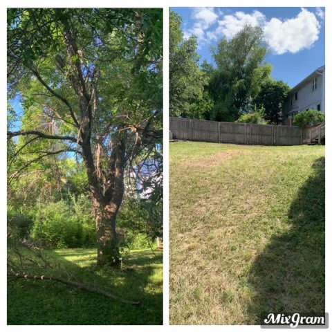 Before and after view of a large tree removal next to a house, leaving a stump, by Griffis Tree and Lawn in Council Bluffs, IA.
