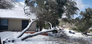 An ice-covered tree with a broken branch on the ground, indicating storm damage cleanup by JP'S Tree Service in Austin, TX.