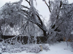 An ice storm damaged tree with broken branches on the ground, requiring removal by Hughes Tree Service in Murfreesboro, TN.