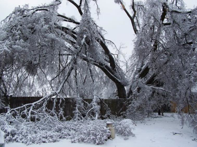An ice storm damaged tree with broken branches on the ground, requiring removal by Hughes Tree Service in Murfreesboro, TN.