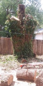 Removal of a large ivy-covered tree with logs and a chainsaw on the ground by Humbolt Tree Service in Wichita, KS