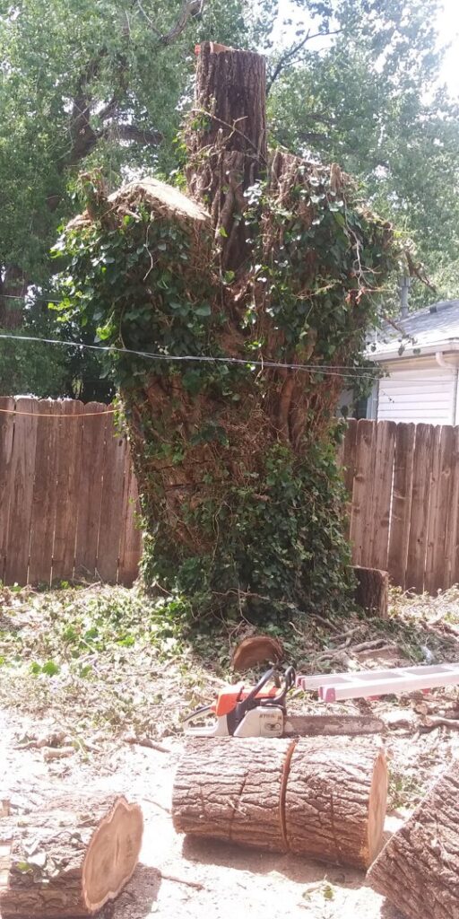 Removal of a large ivy-covered tree with logs and a chainsaw on the ground by Humbolt Tree Service in Wichita, KS