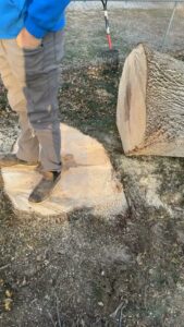 A large tree stump after successful removal by JOCO Services in Council Bluffs, IA.