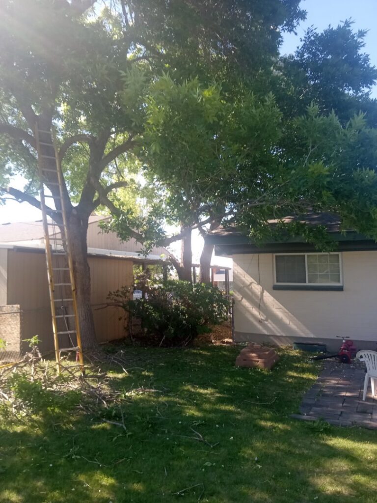 A ladder leaning against a tree with cut branches on the ground, indicating tree service work by Arbor Services in Fort Myers, FL